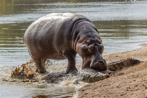 Hippo Bites Crocodile