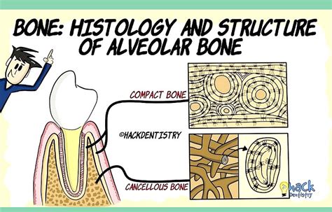 Alveolar Bone Histology And Structure