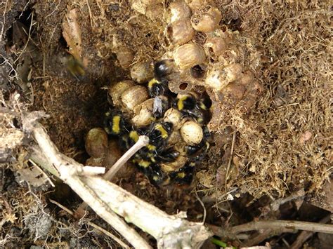 Bumble Bee Nest Flickr Photo Sharing