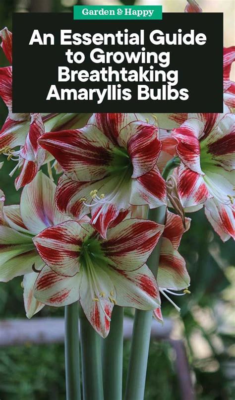 An Essential Guide To Growing And Caring Amaryllis Bulbs Garden And