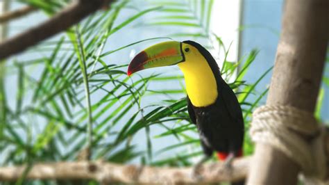 Beautiful Baby Toucan Facts And Pictures Birds Fact
