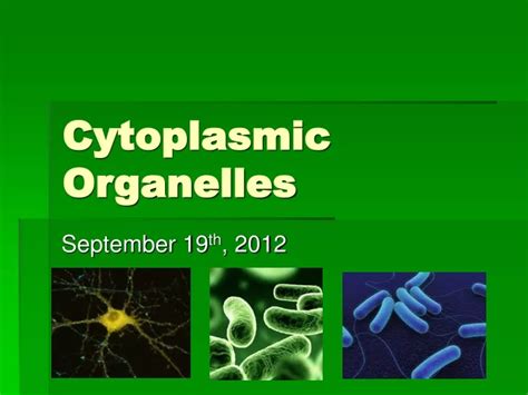 Ppt Cytoplasmic Organelles Powerpoint Presentation Free Download