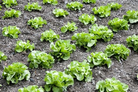 How To Grow Lettuce In The Fall 5 Easy Steps Advanced Techniques