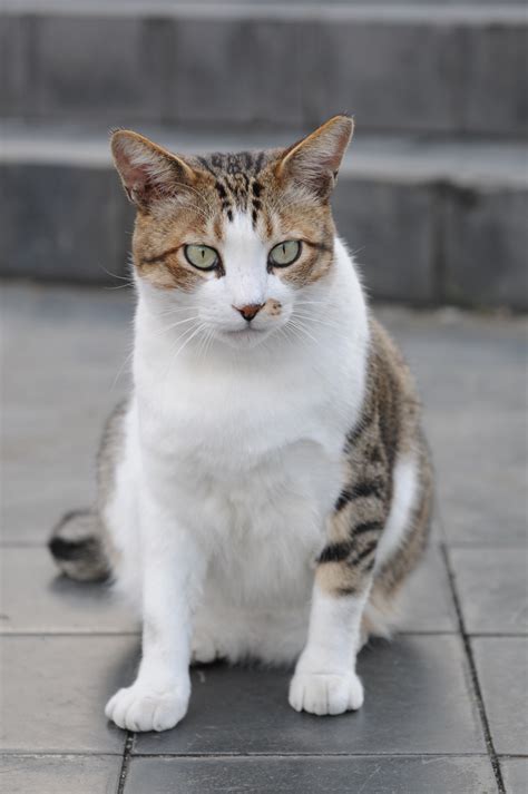 Cute cat with beautiful green eyes.png 4,592 × 2,576; File:Brown and white tabby cat with green eyes-Hisashi-02 ...