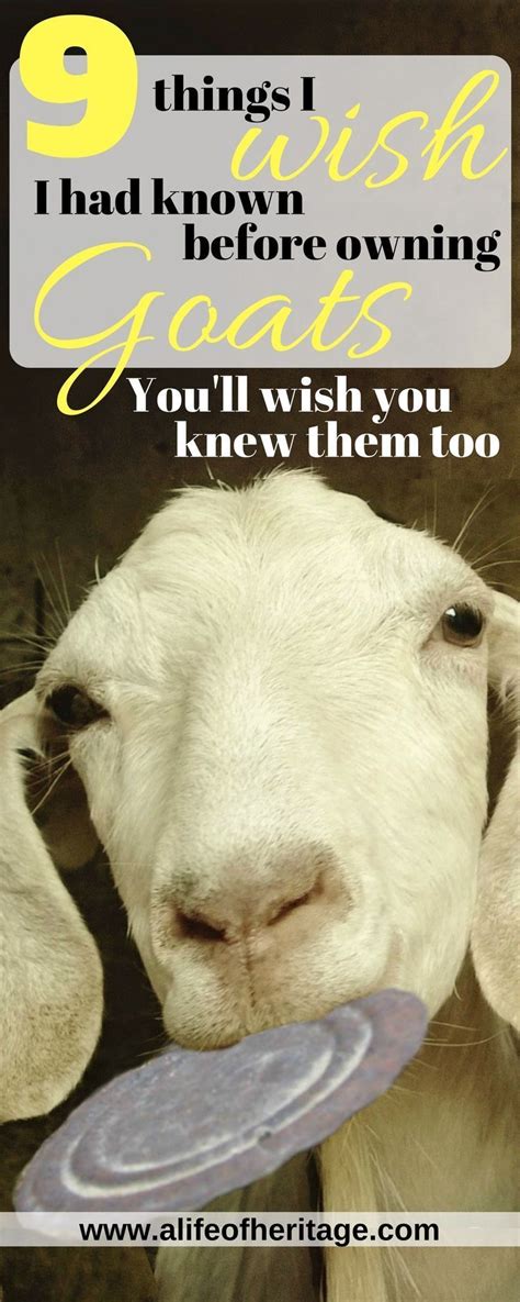 9 Things I Wish I Had Known Before Owning Goats Dont You Agree With