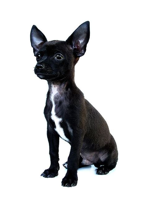 36 Best Black Chihuahua Images On Pinterest Black Chihuahua