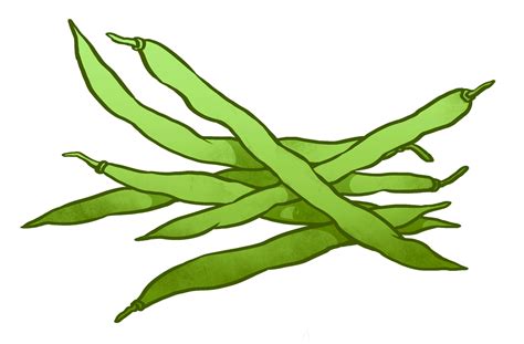 Green Beans Drawing Easy Clip Art Library