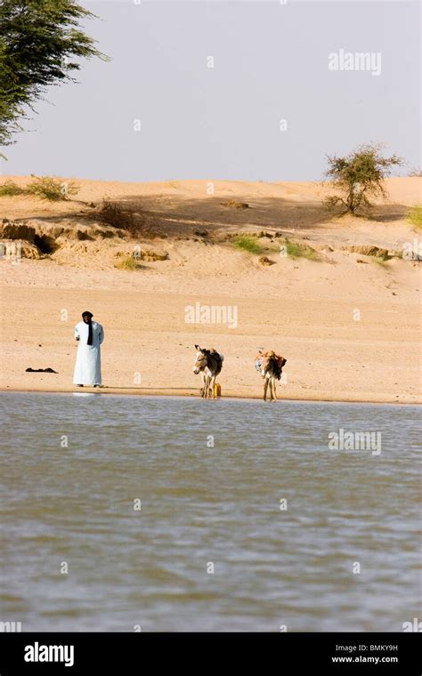 Malí Niafunke Hombre Y Burros En Las Orillas Del Río Níger Entre