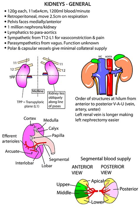 Instant Anatomy Abdomen Vessels Arteries Kidney