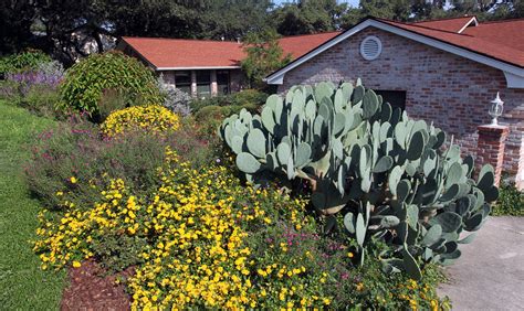 Texas Bills Aim To Douse Hoas Limits On Xeriscaping