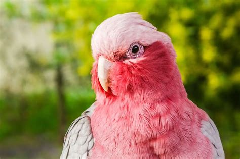 Pink Bird Names 51 Best And Cute And Pinky Ideas Petshoper