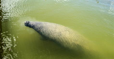 Pregnant Manatee Rescued Off Cape Cod Now In Bahamas Cbs Philadelphia