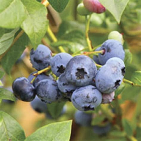 Woodard Rabbiteye Blueberry Bush 25 Quart Fruit Bearing Deciduous