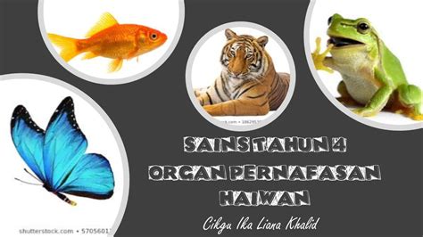 Organ Pernafasan Haiwan  Sains Tahun 4  YouTube