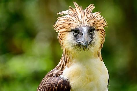 The Worlds Largest Eagles