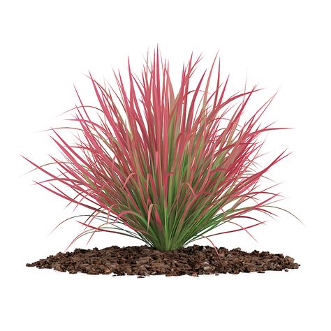 1.4 out of 5 stars 6. Ornamental Grass