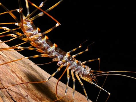Long Legged Centipede Thereuopoda Longicornis Lambir Hil Flickr
