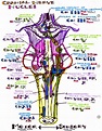 Bookbrain Stem Nuclei / The Central Nervous System · Anatomy and ...