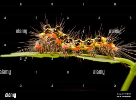 Tussock Moth Larvae Inhabits The Leaves Of Wild Plants Stock Photo Alamy