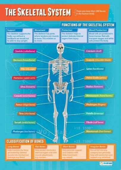 The Skeletal System Poster Health And Physical Education Physical