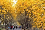 漫步黃金花雨隧道！黃花風鈴木最美5處欣賞點大整理 | 旅遊 | Newtalk新聞