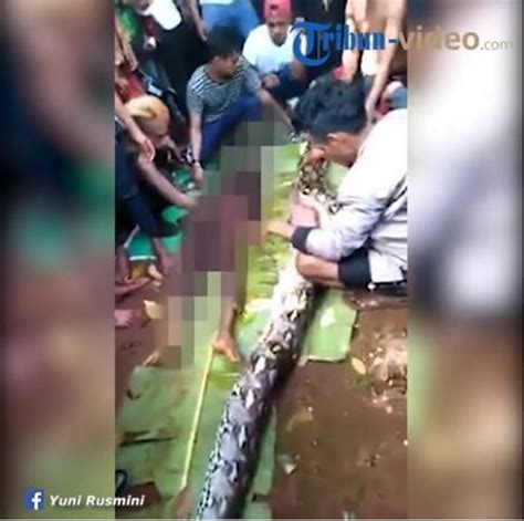 Indonesian Woman Swallowed By Cut Out Of Foot Python Fort Worth