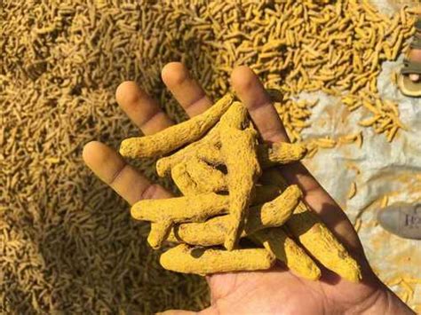 Yellow Impurities Free Raw Turmeric Fingers At Best Price In Roorkee