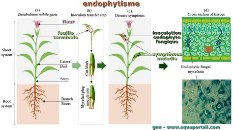 Endophytisme Définition Et Explications