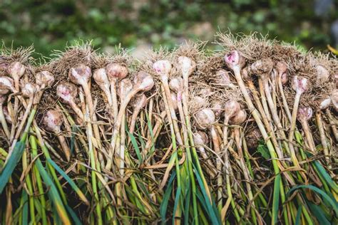 Maximizing Profit With A Comprehensive Garlic Farming Business Plan