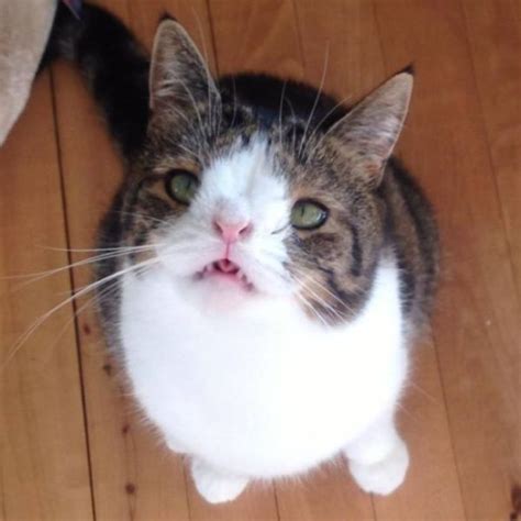 A Strangely Deformed Cat That Is Still Pretty Adorable 26 Pics