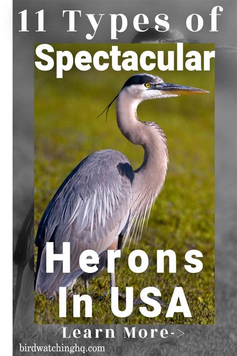 Types Of Herons In The United States 11 Species Bird Watching Hq