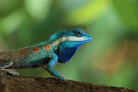 Blue Crested Lizard By Phil Tomlinson Photocrowd Photo Competitions