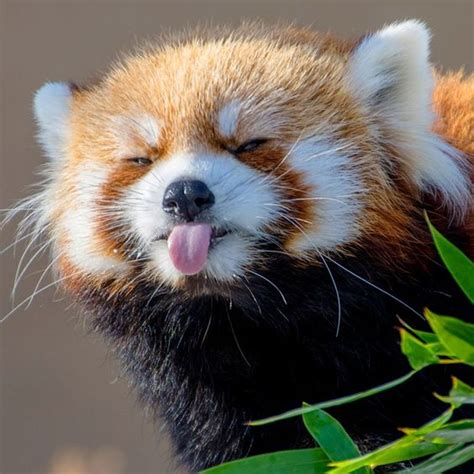 Ahri (league of legends) animal ears firefox foxgirl kerasu league of legends red hair. Cute red panda making faces | Too Cute To Bear