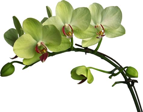 Блог Колибри Png клипарт Beautiful Orchids Flower