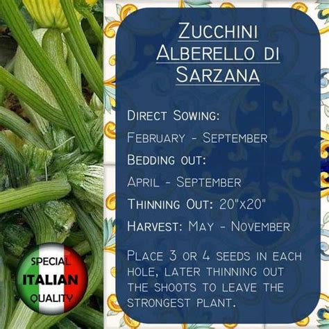 Semi Di Zucchine Alberello Di Sarzana La Guida Organica