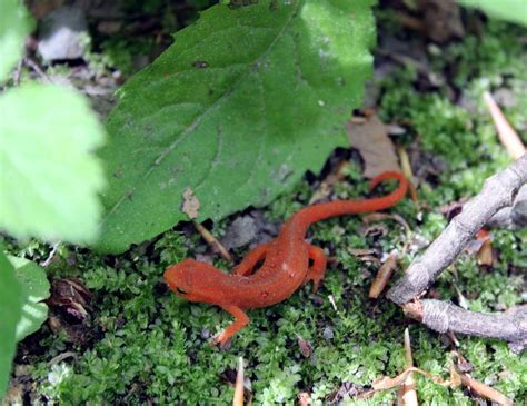 Types Of Salamanders In Canada In Giant Salamander