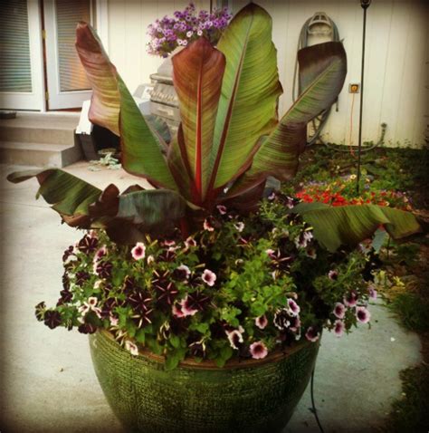 Add Excitement To Your Planters Banana Plants Red Banana Plant Planters