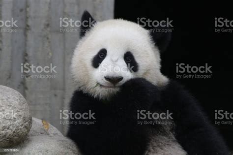 Close Up Giant Panda Face Stock Photo Download Image Now Giant