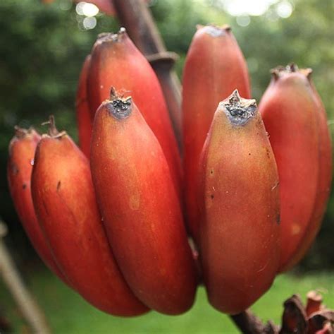 Rare Red Banana Seeds 100pcspack Greenseedgarden
