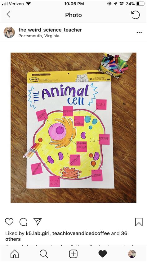 Animal Cell Anchor Charts Pinterest Anchor Charts Animal Cell And