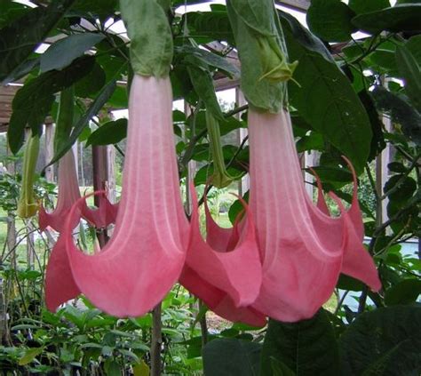Oleh karena perawatannya yang tergolong mudah, maka banyak orang indonesia memilih tanaman ini sebagai penghias taman. Daftar Nama Bunga Lengkap Beserta Gambar dan Penjelasannya ...
