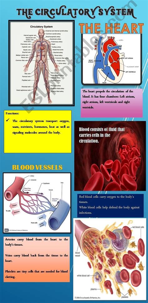 Esl English Powerpoints The Circulatory System Poster