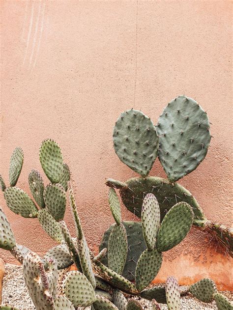 Aesthetic Cactus Profile Pic Wallpapers Wallpaper Cave