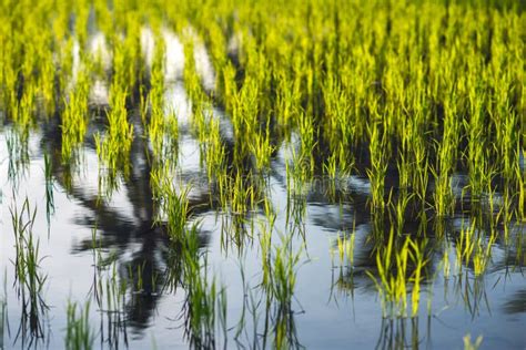 Rice Plant In Water Rice Field Stock Photo Image Of Rice Field