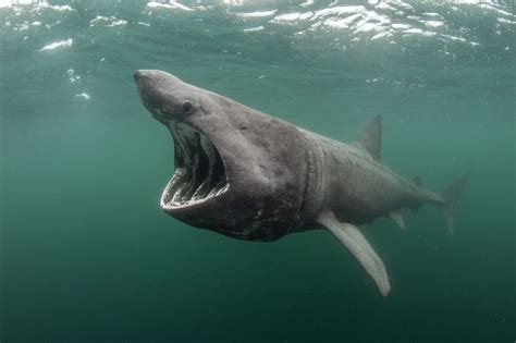 Support The Worlds First Basking Shark Mpa News Scottish Wildlife