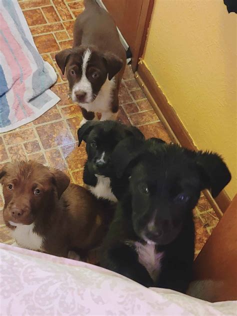 Mixed Breed Puppies For Sale - Petclassifieds.com