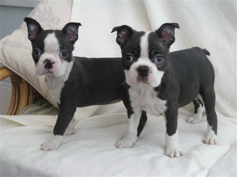 The boston terrier puppies are full of personality and are often called the american gentleman. the breed's origins are well documented and started in boston, massachusetts. Boston Terrier Dogs For Adoption | PETSIDI