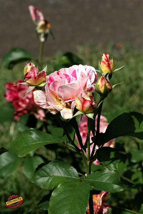 Floribunda Rose Rosa George Burns Rosaceae C20100620 Flickr