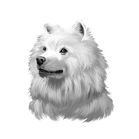American Eskimo Dog Digital Art Illustration In Black And White Colors