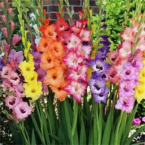 Gladiolus Birthday Flowers Birthdaybuzz